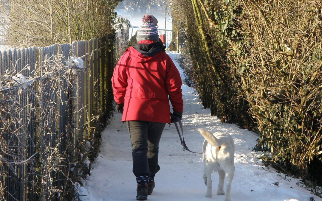  The Hidden Dangers of Rock Salt on Your Dog’s Paws and How to Keep Them Safe