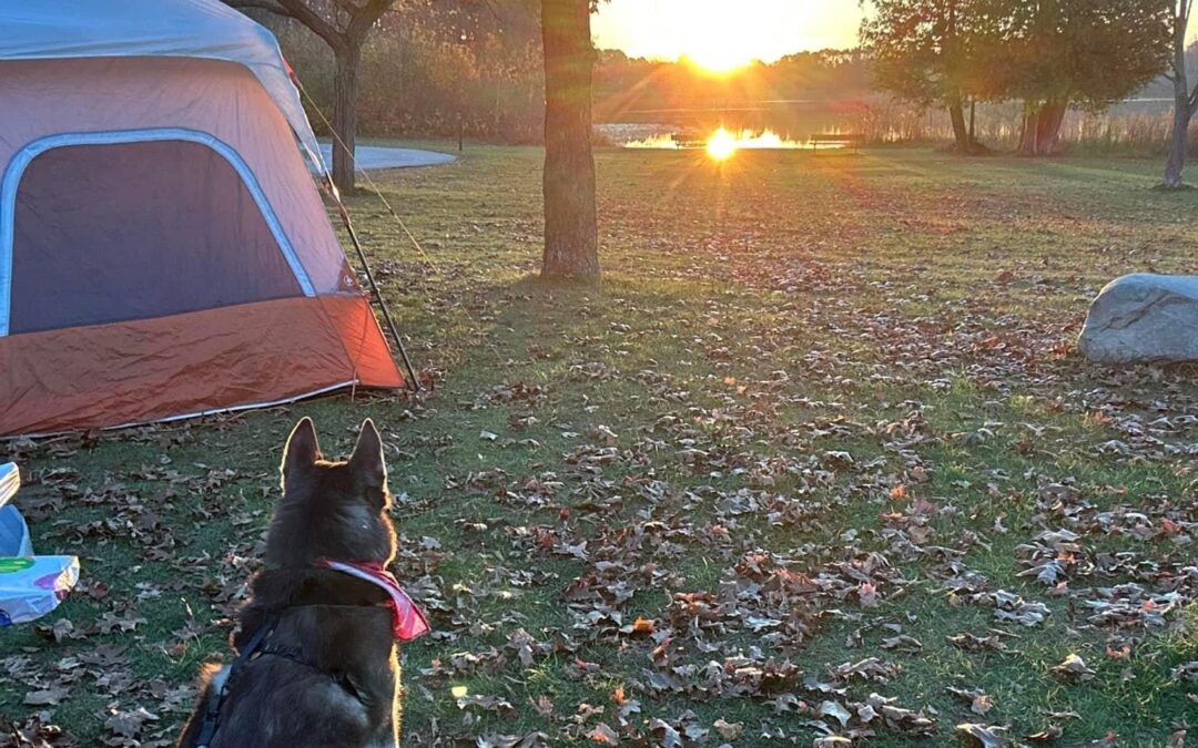How to Make Camping with Your Dog Easy