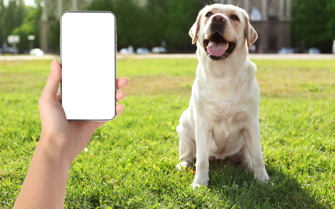 Why In-Home Pet Sitting (a.k.a. Vacation Care) is the Best Option for Your Pets