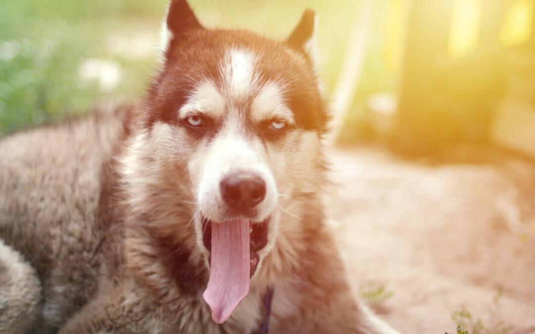 Husky dog yawning at the sun rays. Sleepy dog funny yawns with wide open mouth and long tongue outdoors. Professional pet sitters