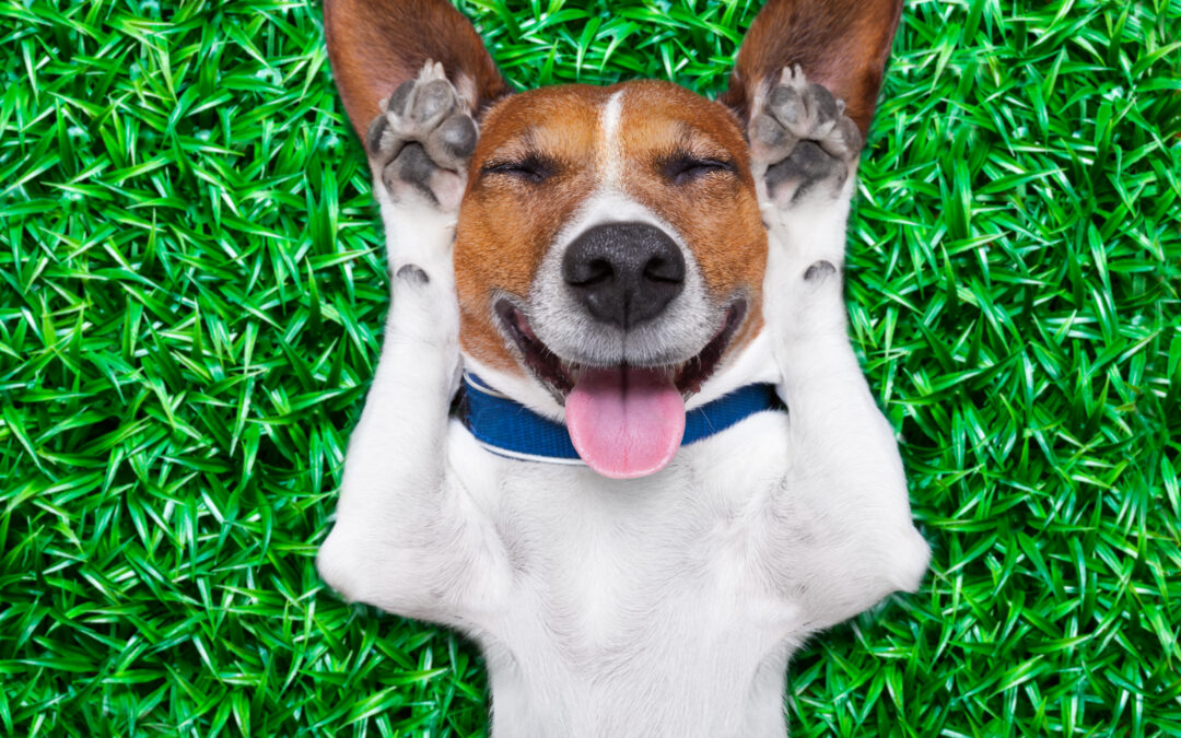 Top 5 Dog Enrichment Toys Your Pup Will Love (Backed by Real-Life Favorites!)