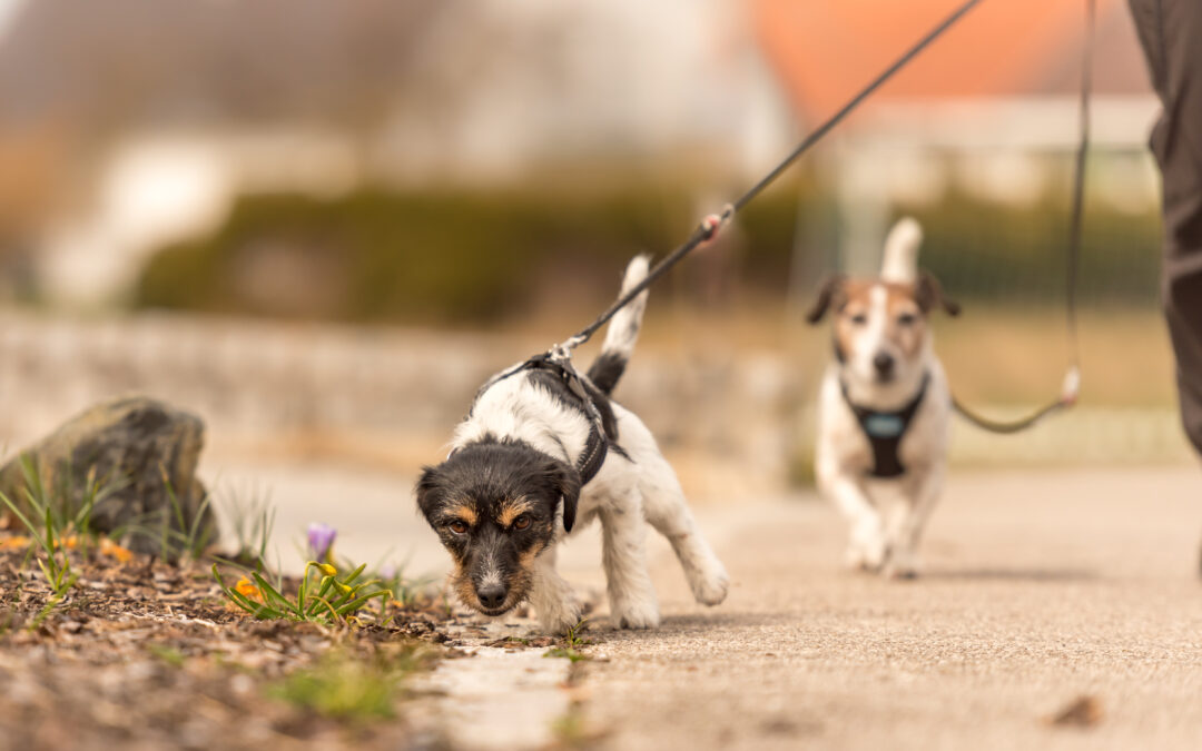 Dog Walking in Clinton Township, MI: Why Regular Walks Matter for Your Dog