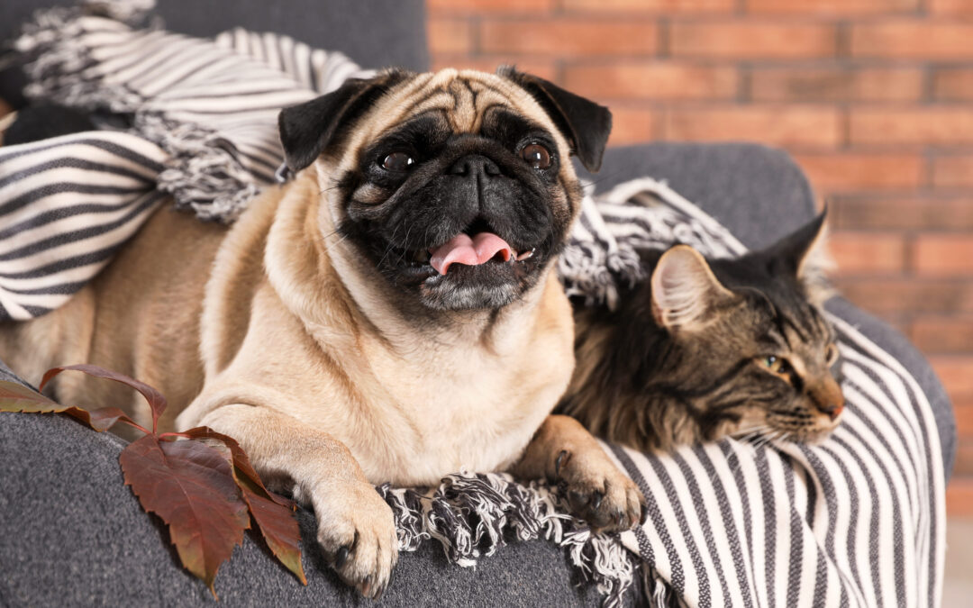 Pet Sitting in Clinton Township, MI: Why In-Home Vacation Care Is the Best Option for Your Pet