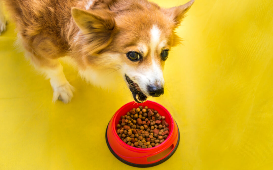 Small brown and white dog eating dry kibble from a red food bowl against a bright yellow background.